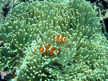 Clown Fish